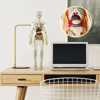 3D Human Body Torso Model For Kids Anatomy Model Skeleton
