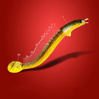Angler Dragon Loach Lure 46 Section Soft Bait