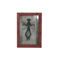Mysterious Mummified Fairy in Frame